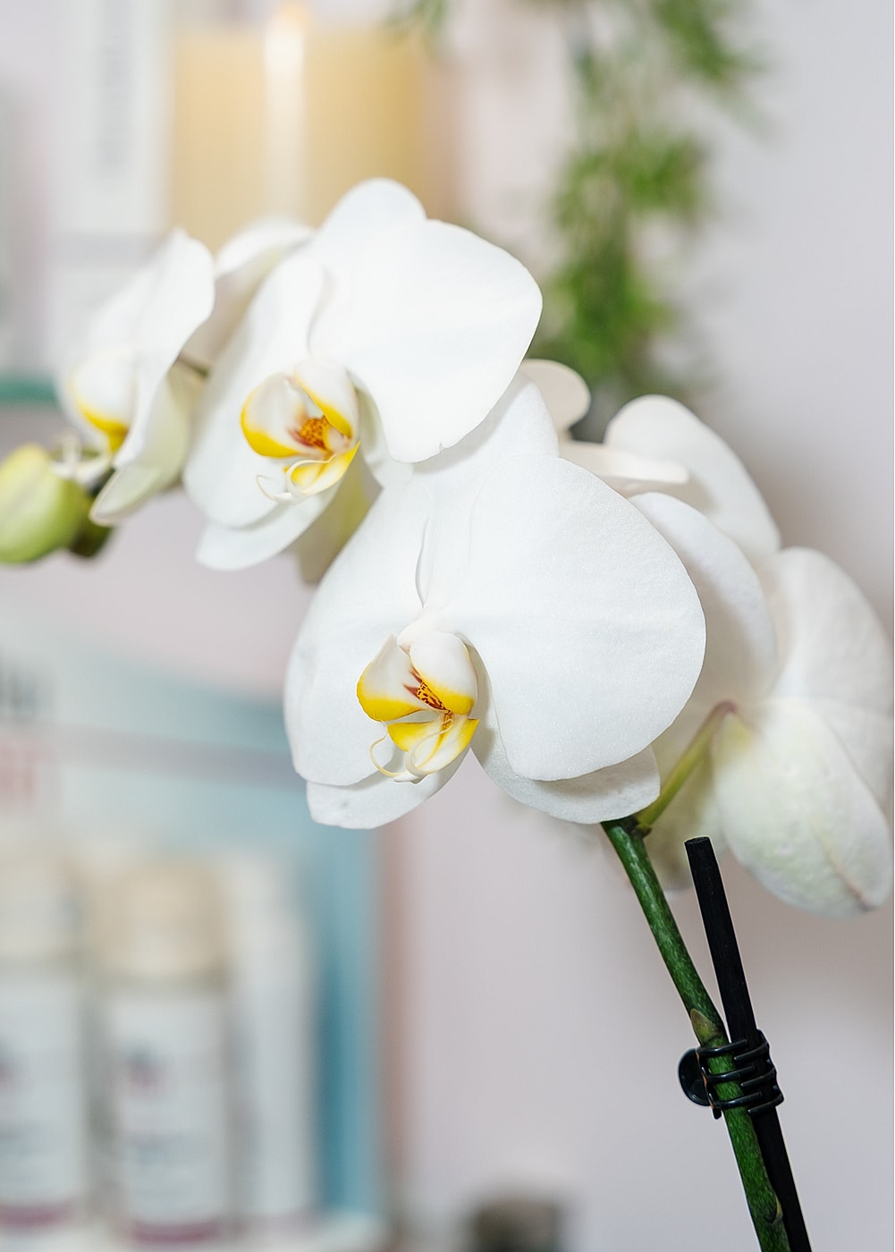 Elegant white orchid bloom close-up photography.